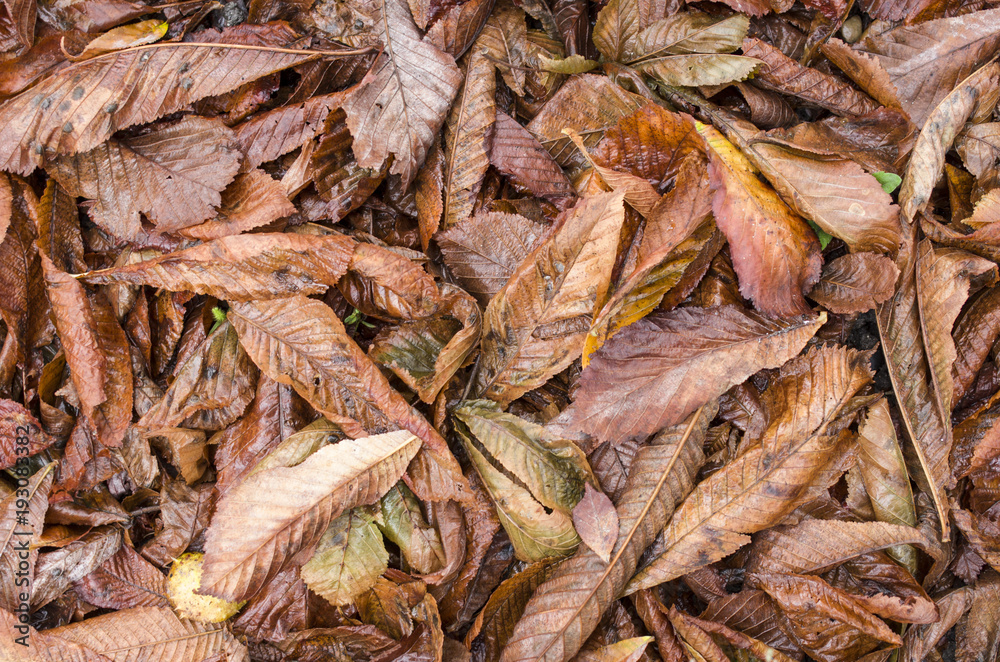 Autumn dry leaves on the ground wet