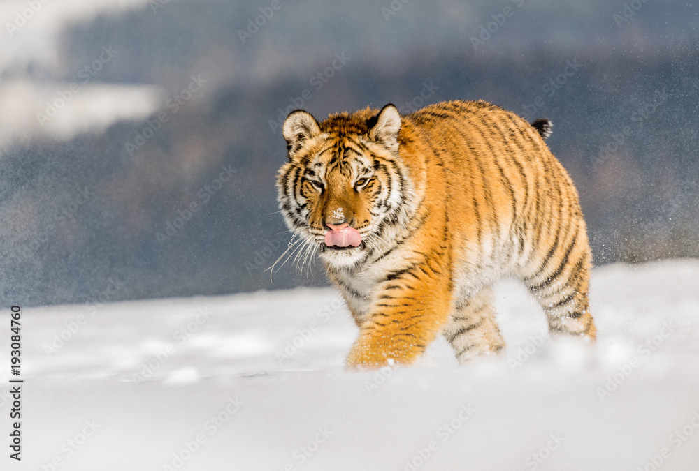 Fototapeta premium Tiger runs behind the prey. Hunt the prey in tajga in cold winter. Tiger in wild winter nature. Action wildlife scene, danger animal.