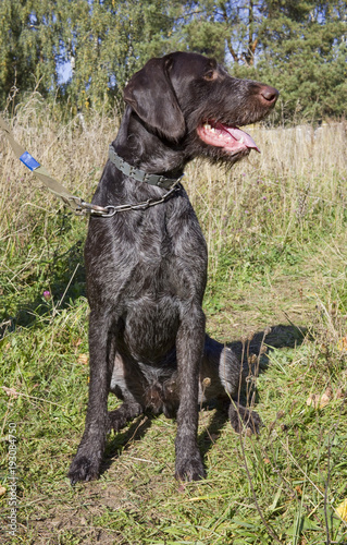 The hunting young dog retriver German Wirehaired Pointer