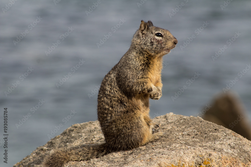 Fototapeta premium Squirrel Life on the Beach