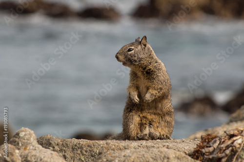 Squirrel Life on the Beach