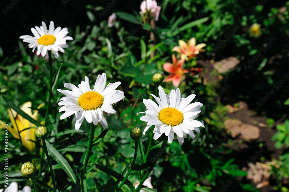 Garden daisy in a flower bed. Selective focus. Garden daisy in a flower bed. Selective focus.