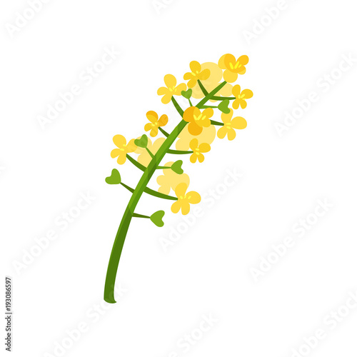 Small bright-yellow flowers on green stalk. Floral theme. Blooming plant. Element for concept about rapeseed oil. Flat vector design for decoration