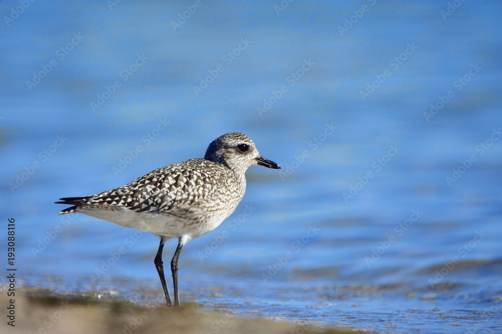 The grey plover (Pluvialis squatarola) on a beach (winter plumage) The grey plover (Pluvialis squatarola) on a beach (winter plumage)