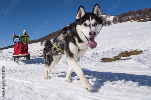 Sled dog © Nikokvfrmoto