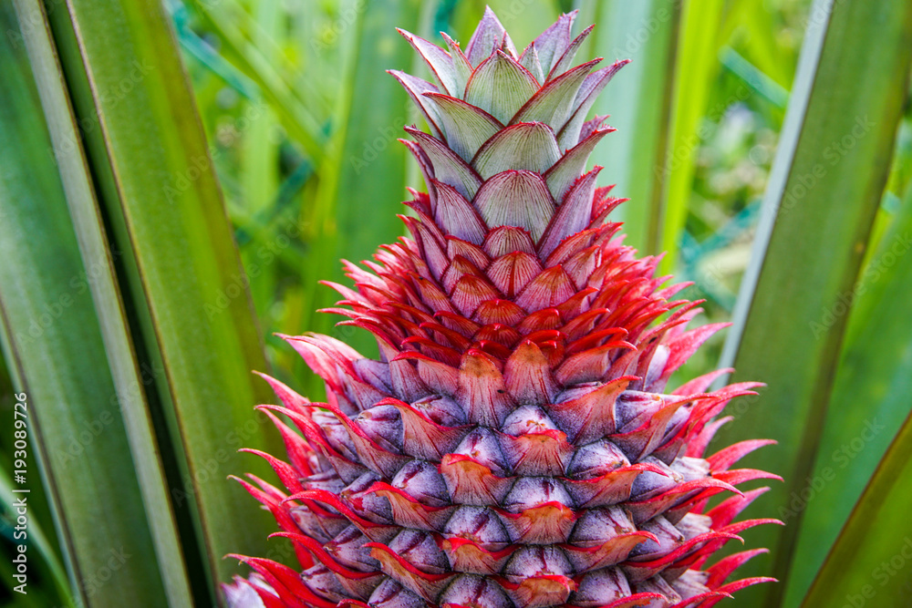 Fototapeta premium Baby pineapple fruit on tree
