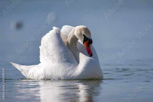 Portrait of a swan  Cygnus olor 