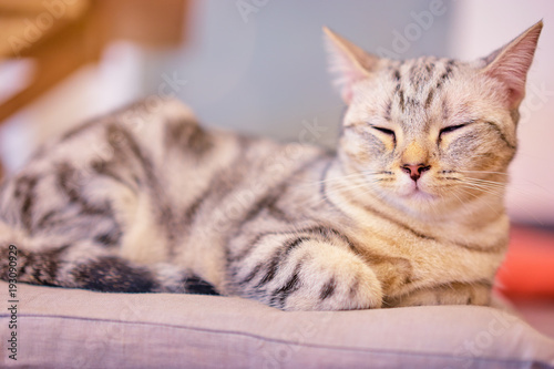 Sleepy cat on a pillow.