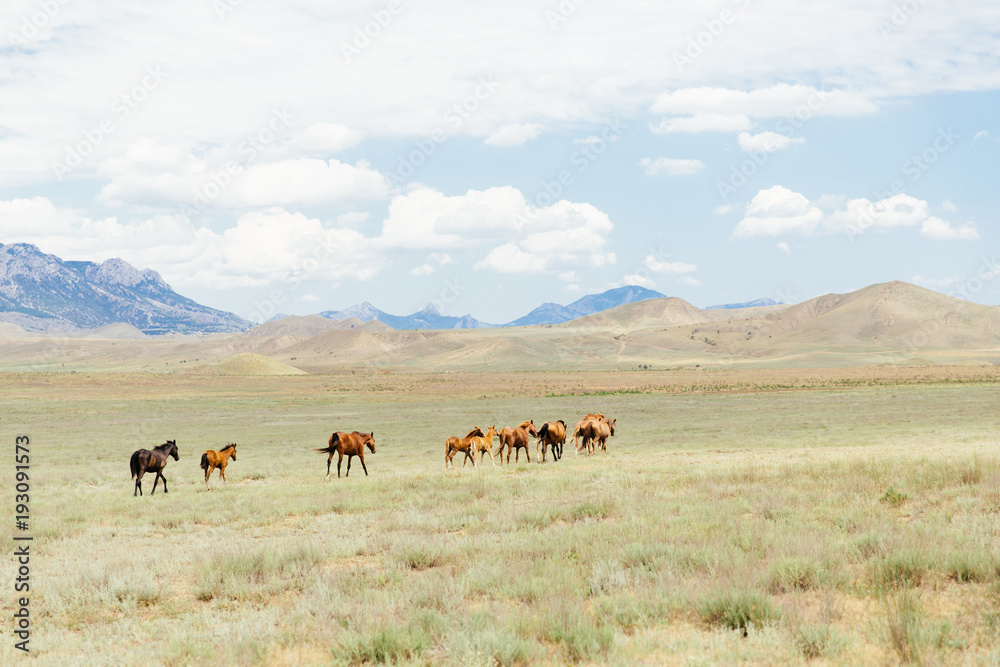 A herd of young brown horses running across the field. Summer, outdoors. Crimean landscape.