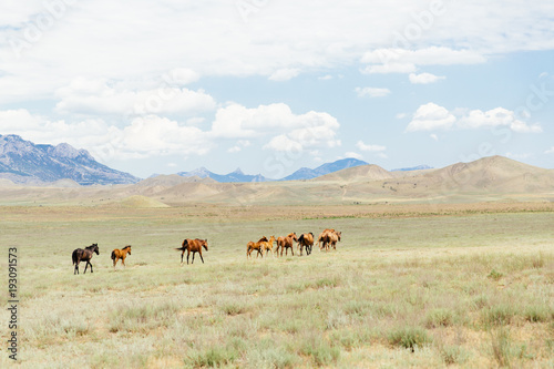 A herd of young brown horses running across the field. Summer  outdoors. Crimean landscape.