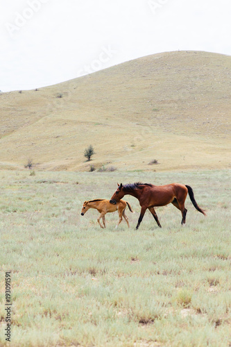 A young brown horse and a foal running across the field. Summer, outdoors. Crimean landscape. 