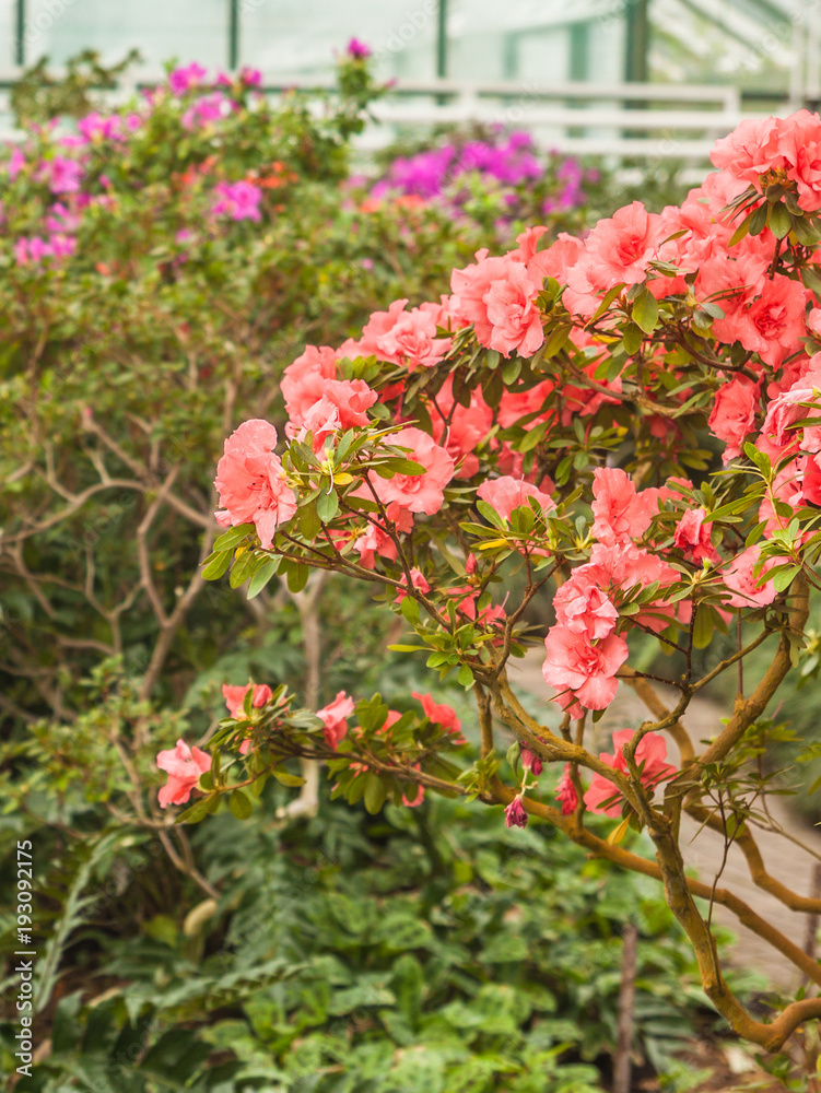 Hybrid Azalia (Rhododendron hybridum) in greenhouse