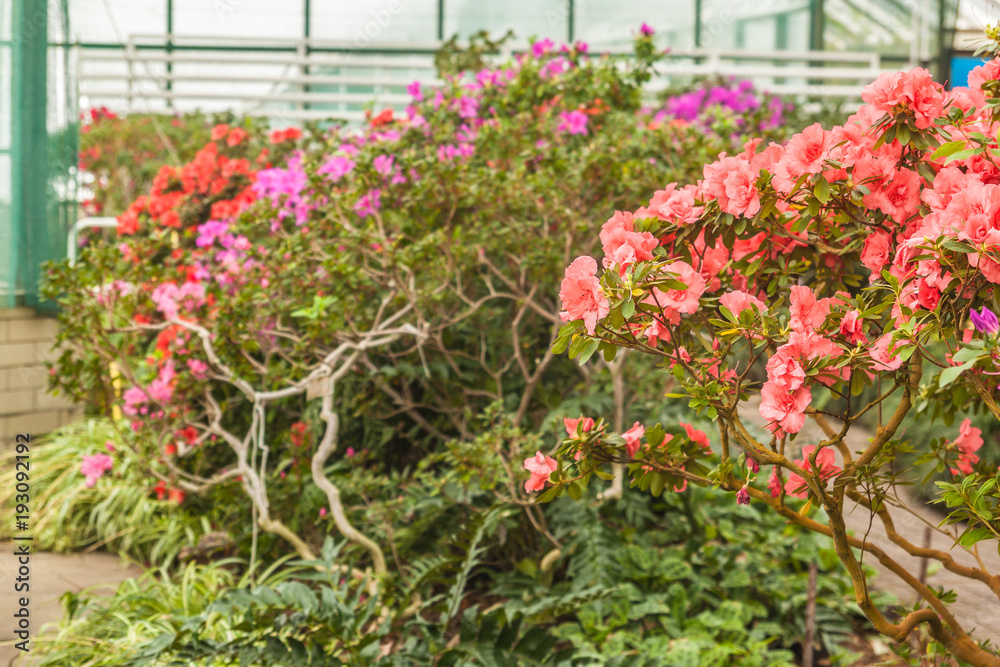 Hybrid Azalia (Rhododendron hybridum) in greenhouse