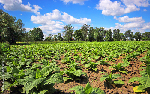 Obraz na płótnie Tobacco plantation in Poland w salonie