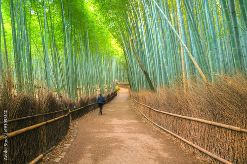 Bamboo forest at Arashiyama, Kyoto, Japan.
