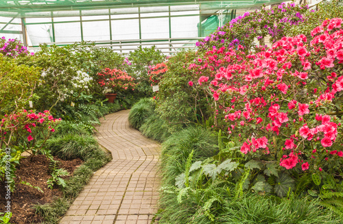 Wallpaper Mural Blooming hybrid Azalia (Rhododendron hybridum)   in a greenhouse Torontodigital.ca