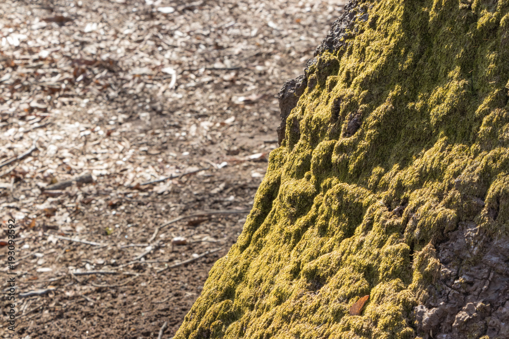 幹にびっしり生えた苔