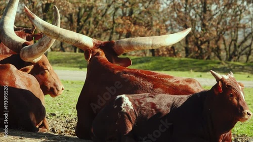 Watusi is a sacred cow of Africa ruminant herbivore. The watusi group lies on the ground and chews the straw. photo