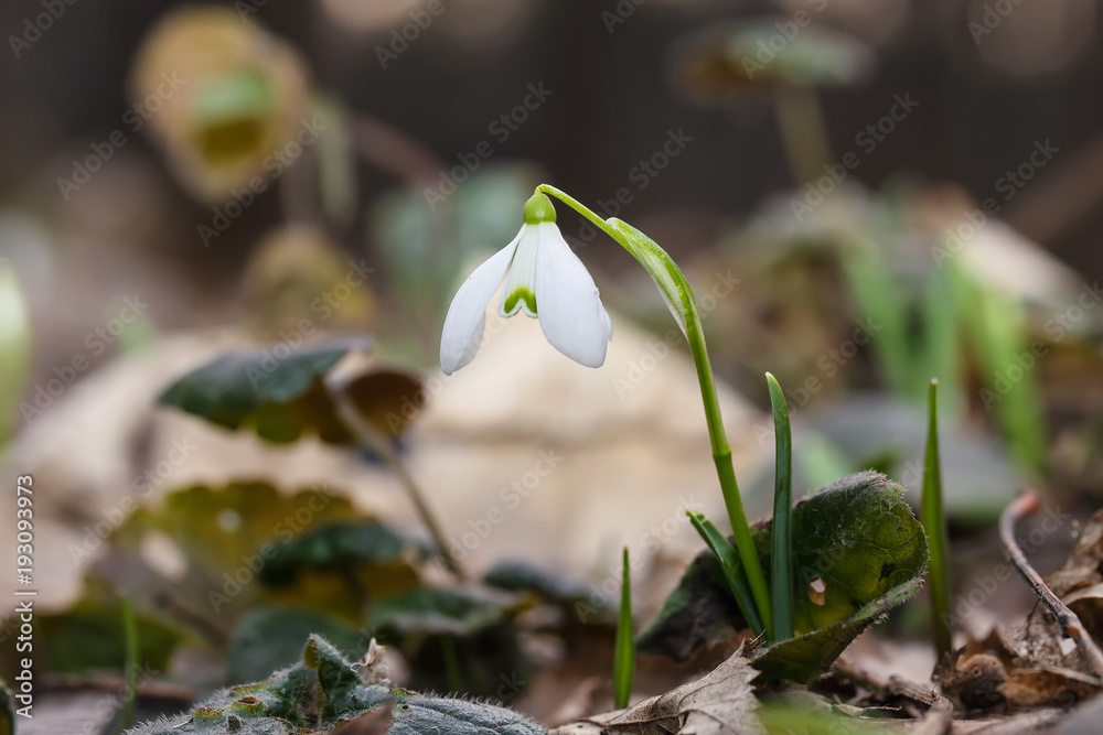 Spring snowdrop flowers blooming in sunny day. Spring snowdrop flowers blooming in sunny day.
