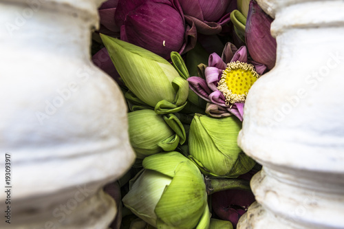 pink lotus flowers and buds, green pink yellow  photo