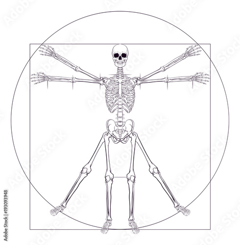 Skeleton Da Vinci Vitruvian Man