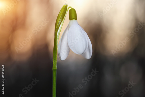 Spring snowdrop flowers blooming in sunny day.