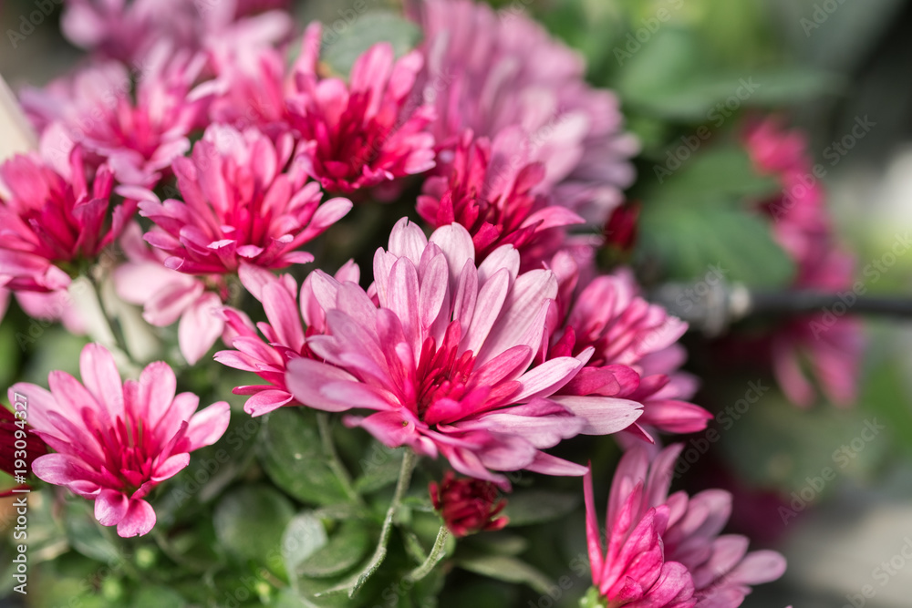A macro shot of the pink chrysanthemums or mums or chrysanths flowers A macro shot of the pink chrysanthemums or mums or chrysanths flowers