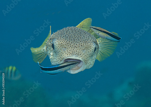 Porcupine pufferfish (diodon hystrix) being cleaned by cleaner fish (labroides dimidiatus) at cleaning station , Bali, Indonesia