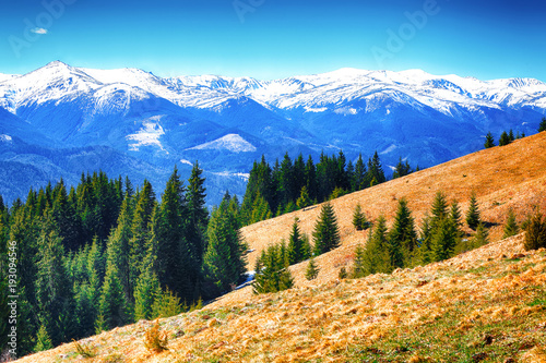 Fototapeta Naklejka Na Ścianę i Meble -  dyllic Spring alpine morning landscape with fresh green meadows and snow-capped mountain tops in the background.