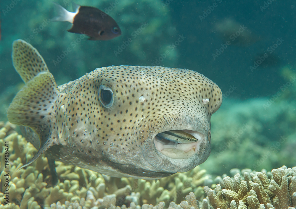 Porcupine pufferfish (diodon hystrix) being cleaned by bluestreak cleaner wrasse ( labroides dimidiatus ) at cleaning station , Bali, Indonesia