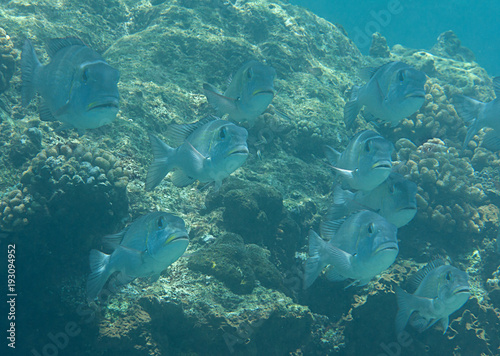 School of Humpnose big-eye bream  Monotaxis grandoculis  swimming over coral reef of Bali  Indonesia