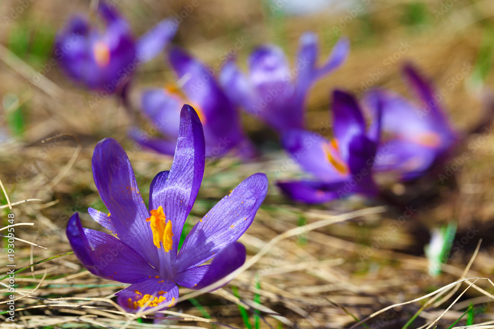 Purple crocus flowers in snow awakening in spring Purple crocus flowers in snow awakening in spring