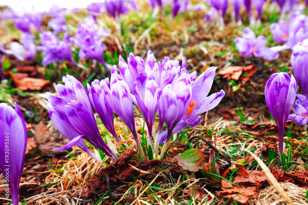 Purple crocus flowers in snow awakening in spring Purple crocus flowers in snow awakening in spring