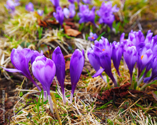 Purple crocus flowers in snow awakening in spring to the warm gold rays of sunlight