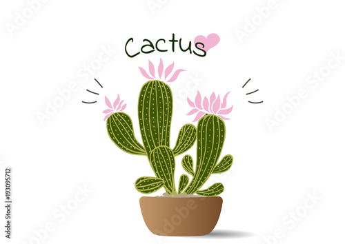 cactus in a pot