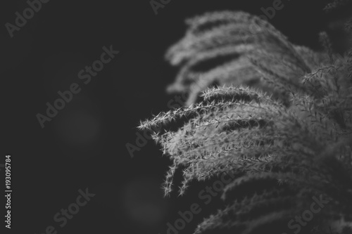 фотографія Dry reed on black background.