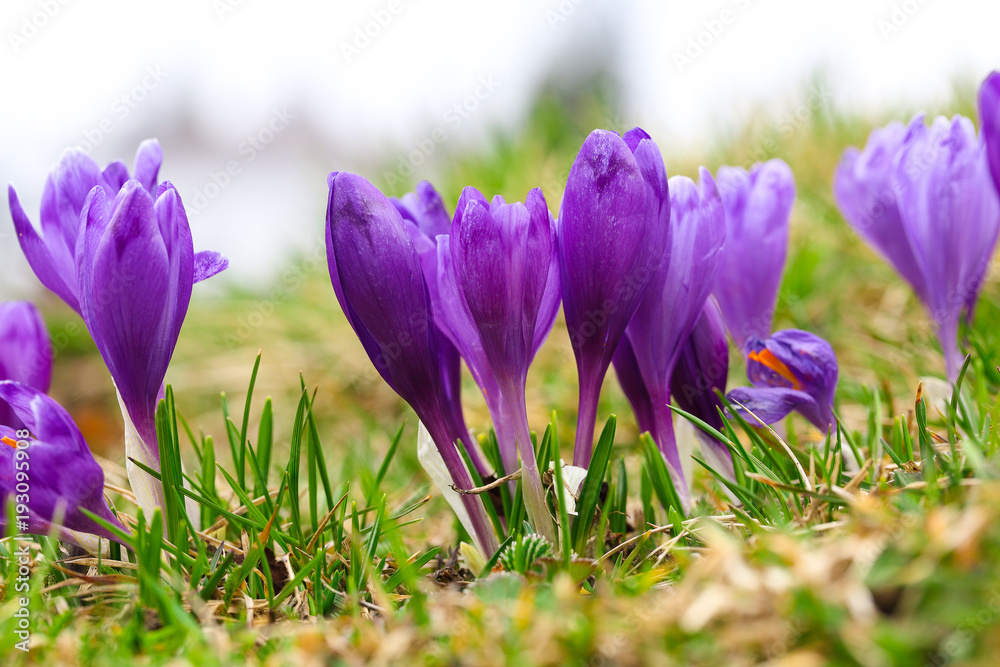 Purple crocus flowers in snow awakening in spring Purple crocus flowers in snow awakening in spring
