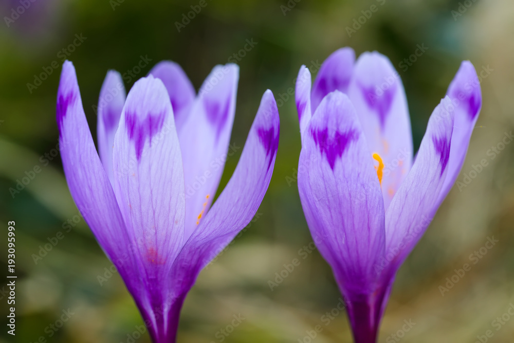Purple crocus flowers in snow awakening in spring Purple crocus flowers in snow awakening in spring