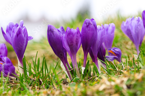 Fototapeta Naklejka Na Ścianę i Meble -  Purple crocus flowers in snow awakening in spring