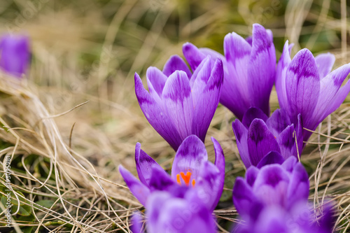 Fototapeta Naklejka Na Ścianę i Meble -  Purple crocus flowers in snow awakening in spring