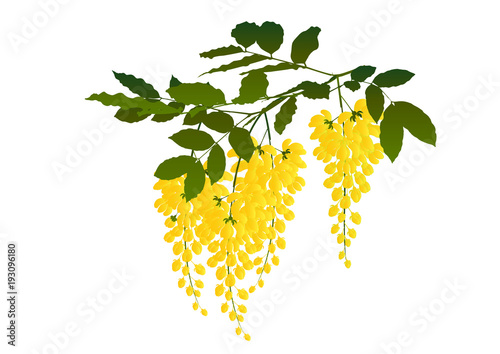 Cassia fistula flower,Blossoming acacia with leaf isolated on white background, Acacia flowers, Ratchaphruek 