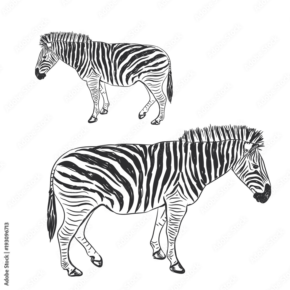 Fototapeta premium Black and White Zebra portrait sketch isolated on white background. Vector