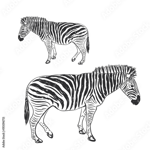 Black and White Zebra portrait sketch isolated on white background. Vector