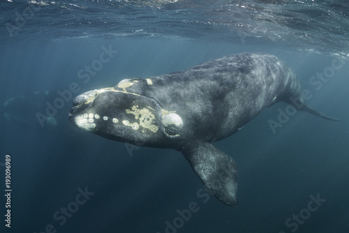Southern right whale , Nuevo Gulf, Valdes Peninsula, Argentina.