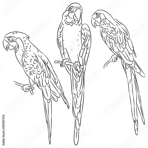 macaw set black sketch isolated on white background. Vector