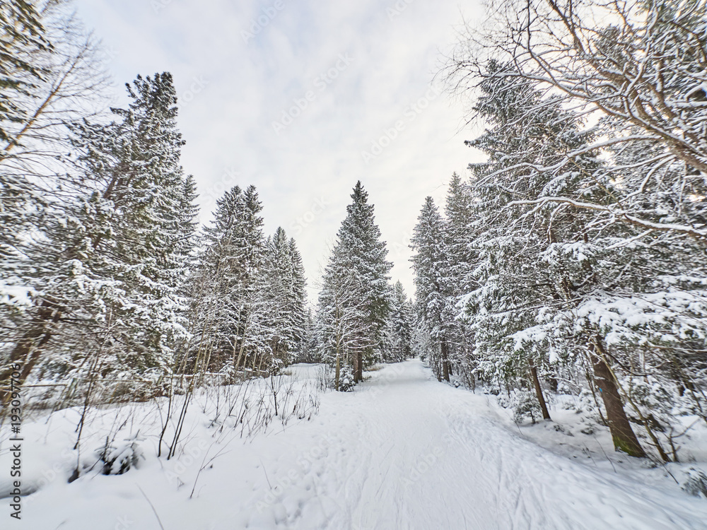 Obraz premium a coniferous forest in winter
