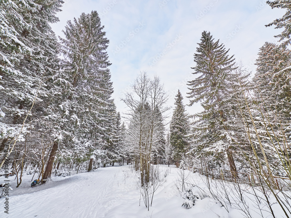 Obraz premium a coniferous forest in winter