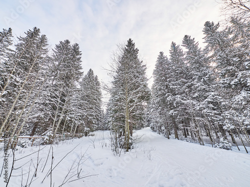 a coniferous forest in winter