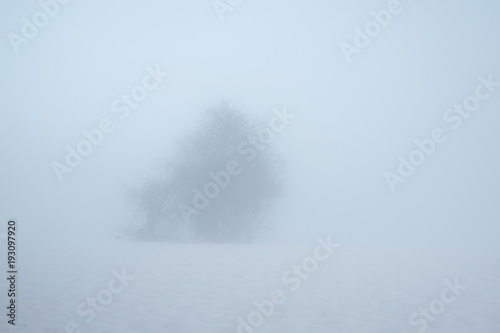 albero  nella nebbia con neve © giannino