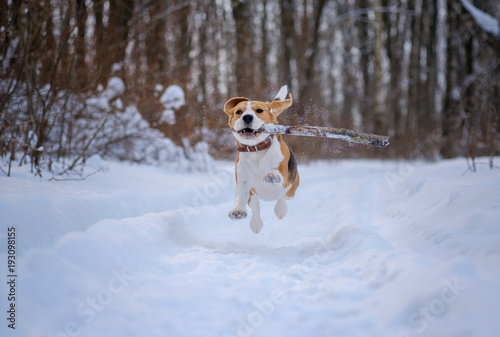 Fototapeta Naklejka Na Ścianę i Meble -  Beagle dog runs and plays in the winter forest